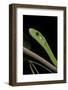 Dendroaspis Angusticeps (Common Mamba)-Paul Starosta-Framed Photographic Print
