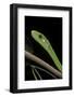 Dendroaspis Angusticeps (Common Mamba)-Paul Starosta-Framed Photographic Print