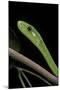 Dendroaspis Angusticeps (Common Mamba)-Paul Starosta-Mounted Photographic Print