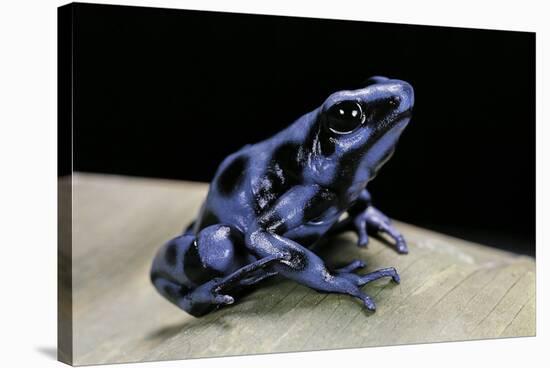 Dendrobates Auratus F. Blue (Green and Black Poison Dart Frog)-Paul Starosta-Stretched Canvas