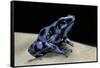 Dendrobates Auratus F. Blue (Green and Black Poison Dart Frog)-Paul Starosta-Framed Stretched Canvas