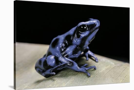 Dendrobates Auratus F. Blue (Green and Black Poison Dart Frog)-Paul Starosta-Stretched Canvas