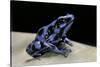 Dendrobates Auratus F. Blue (Green and Black Poison Dart Frog)-Paul Starosta-Stretched Canvas