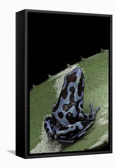 Dendrobates Auratus F. Blue (Green and Black Poison Dart Frog)-Paul Starosta-Framed Stretched Canvas
