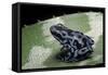 Dendrobates Auratus F. Blue (Green and Black Poison Dart Frog)-Paul Starosta-Framed Stretched Canvas