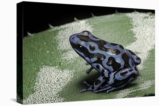 Dendrobates Auratus F. Blue (Green and Black Poison Dart Frog)-Paul Starosta-Stretched Canvas