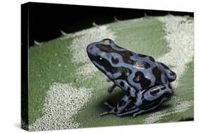 Dendrobates Auratus F. Blue (Green and Black Poison Dart Frog)-Paul Starosta-Stretched Canvas