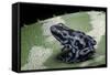 Dendrobates Auratus F. Blue (Green and Black Poison Dart Frog)-Paul Starosta-Framed Stretched Canvas