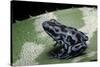 Dendrobates Auratus F. Blue (Green and Black Poison Dart Frog)-Paul Starosta-Stretched Canvas