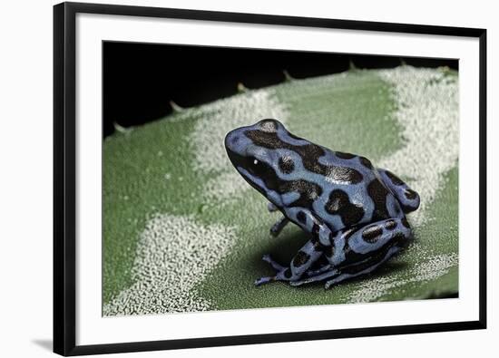 Dendrobates Auratus F. Blue (Green and Black Poison Dart Frog)-Paul Starosta-Framed Premium Photographic Print
