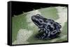 Dendrobates Auratus F. Blue (Green and Black Poison Dart Frog)-Paul Starosta-Framed Stretched Canvas