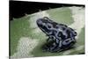 Dendrobates Auratus F. Blue (Green and Black Poison Dart Frog)-Paul Starosta-Stretched Canvas