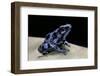 Dendrobates Auratus F. Blue (Green and Black Poison Dart Frog)-Paul Starosta-Framed Premium Photographic Print