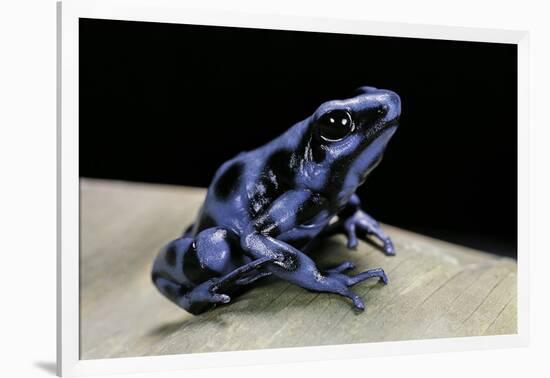 Dendrobates Auratus F. Blue (Green and Black Poison Dart Frog)-Paul Starosta-Framed Photographic Print