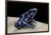 Dendrobates Auratus F. Blue (Green and Black Poison Dart Frog)-Paul Starosta-Framed Photographic Print