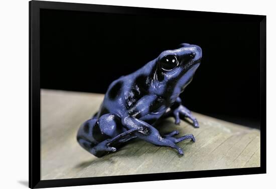 Dendrobates Auratus F. Blue (Green and Black Poison Dart Frog)-Paul Starosta-Framed Photographic Print