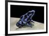 Dendrobates Auratus F. Blue (Green and Black Poison Dart Frog)-Paul Starosta-Framed Photographic Print