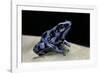 Dendrobates Auratus F. Blue (Green and Black Poison Dart Frog)-Paul Starosta-Framed Photographic Print