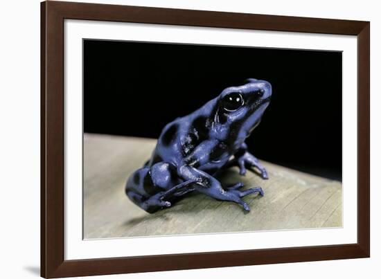 Dendrobates Auratus F. Blue (Green and Black Poison Dart Frog)-Paul Starosta-Framed Photographic Print