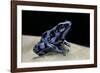 Dendrobates Auratus F. Blue (Green and Black Poison Dart Frog)-Paul Starosta-Framed Photographic Print