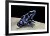 Dendrobates Auratus F. Blue (Green and Black Poison Dart Frog)-Paul Starosta-Framed Photographic Print