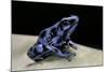 Dendrobates Auratus F. Blue (Green and Black Poison Dart Frog)-Paul Starosta-Mounted Photographic Print