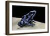 Dendrobates Auratus F. Blue (Green and Black Poison Dart Frog)-Paul Starosta-Framed Photographic Print