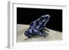 Dendrobates Auratus F. Blue (Green and Black Poison Dart Frog)-Paul Starosta-Framed Photographic Print