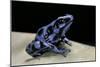 Dendrobates Auratus F. Blue (Green and Black Poison Dart Frog)-Paul Starosta-Mounted Photographic Print