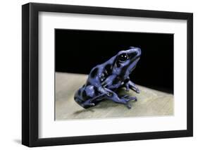 Dendrobates Auratus F. Blue (Green and Black Poison Dart Frog)-Paul Starosta-Framed Photographic Print