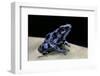 Dendrobates Auratus F. Blue (Green and Black Poison Dart Frog)-Paul Starosta-Framed Photographic Print