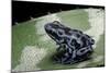 Dendrobates Auratus F. Blue (Green and Black Poison Dart Frog)-Paul Starosta-Mounted Photographic Print