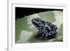 Dendrobates Auratus F. Blue (Green and Black Poison Dart Frog)-Paul Starosta-Framed Photographic Print