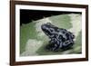 Dendrobates Auratus F. Blue (Green and Black Poison Dart Frog)-Paul Starosta-Framed Photographic Print