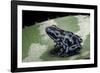 Dendrobates Auratus F. Blue (Green and Black Poison Dart Frog)-Paul Starosta-Framed Photographic Print