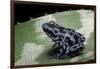 Dendrobates Auratus F. Blue (Green and Black Poison Dart Frog)-Paul Starosta-Framed Photographic Print