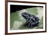 Dendrobates Auratus F. Blue (Green and Black Poison Dart Frog)-Paul Starosta-Framed Photographic Print