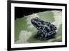 Dendrobates Auratus F. Blue (Green and Black Poison Dart Frog)-Paul Starosta-Framed Photographic Print