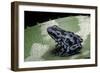 Dendrobates Auratus F. Blue (Green and Black Poison Dart Frog)-Paul Starosta-Framed Photographic Print