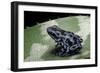 Dendrobates Auratus F. Blue (Green and Black Poison Dart Frog)-Paul Starosta-Framed Photographic Print