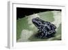 Dendrobates Auratus F. Blue (Green and Black Poison Dart Frog)-Paul Starosta-Framed Photographic Print