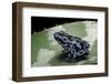 Dendrobates Auratus F. Blue (Green and Black Poison Dart Frog)-Paul Starosta-Framed Photographic Print