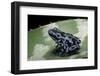 Dendrobates Auratus F. Blue (Green and Black Poison Dart Frog)-Paul Starosta-Framed Photographic Print