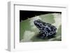 Dendrobates Auratus F. Blue (Green and Black Poison Dart Frog)-Paul Starosta-Framed Photographic Print