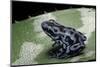 Dendrobates Auratus F. Blue (Green and Black Poison Dart Frog)-Paul Starosta-Mounted Photographic Print