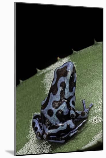 Dendrobates Auratus F. Blue (Green and Black Poison Dart Frog)-Paul Starosta-Mounted Photographic Print