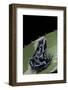 Dendrobates Auratus F. Blue (Green and Black Poison Dart Frog)-Paul Starosta-Framed Photographic Print