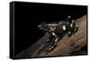 Dendrobates Auratus F. Tobago (Green and Black Poison Dart Frog)-Paul Starosta-Framed Stretched Canvas