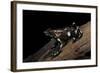 Dendrobates Auratus F. Tobago (Green and Black Poison Dart Frog)-Paul Starosta-Framed Photographic Print