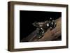 Dendrobates Auratus F. Tobago (Green and Black Poison Dart Frog)-Paul Starosta-Framed Photographic Print